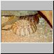 Crotalus tigris