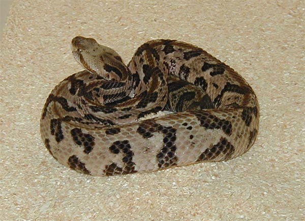 0,1 Crotalus horridus atricaudatus