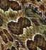 Hopi Prrieklapperschlange, (Crotalus viridis nuntius)