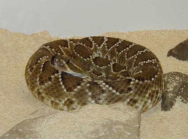 1,0 Crotalus viridis caliginis