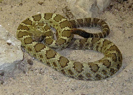 1,0 Crotalus viridis cerberus
