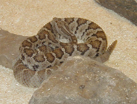 1,0 Crotalus enyo furvus