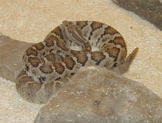 1,0 Crotalus enyo furvus