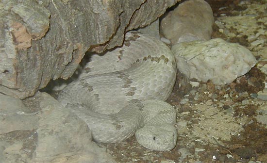 1,0 Crotalus lepidus lepidus