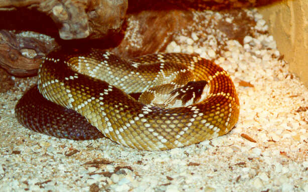 0,1 Crotalus molossus nigrescens