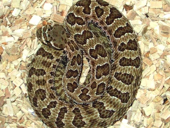 1,0 Crotalus viridis nuntius