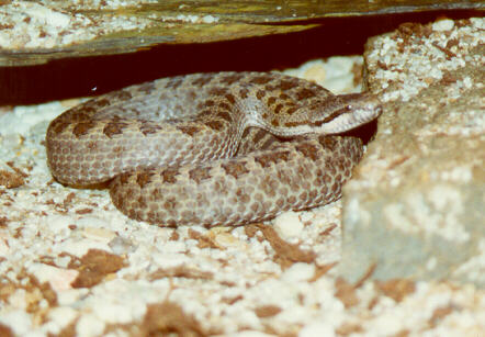 1,0 Crotalus pricei pricei