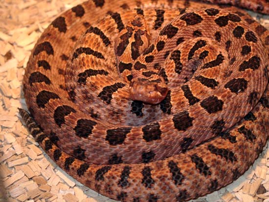 1,1 Sistrurus miliarius miliarius