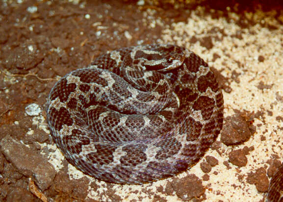 0,1 Sistrurus catenatus catenatus